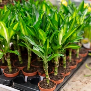 Decorative Plant Cultivation